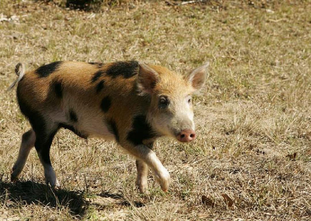 Hubbard, TX: Wild Boar Company turns ‘pests’ into profit