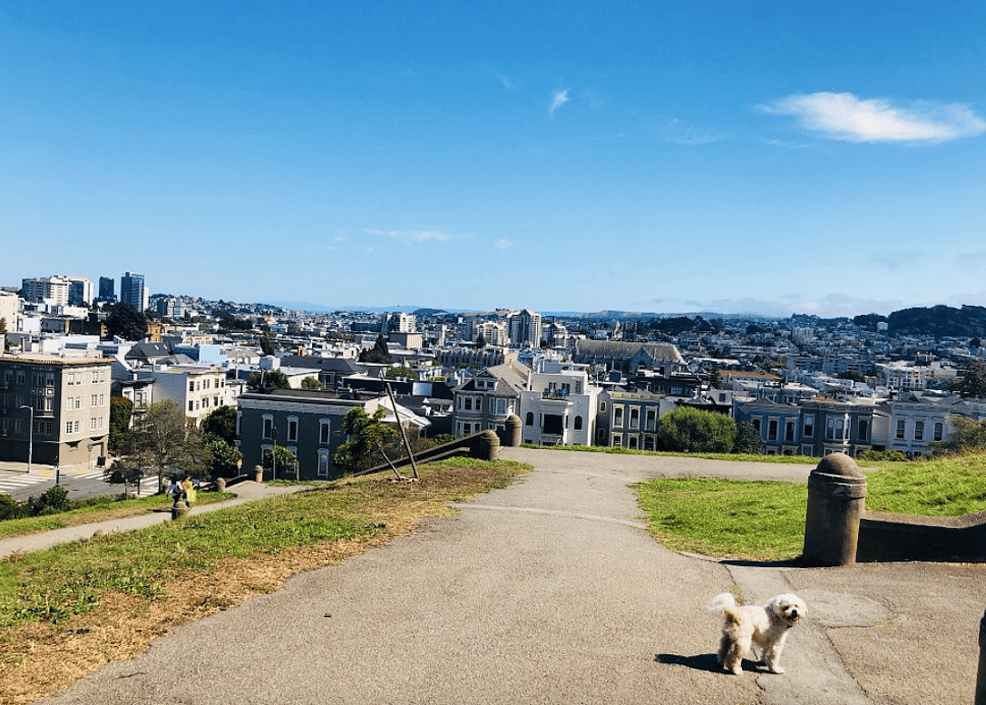 #7. Alta Plaza Park