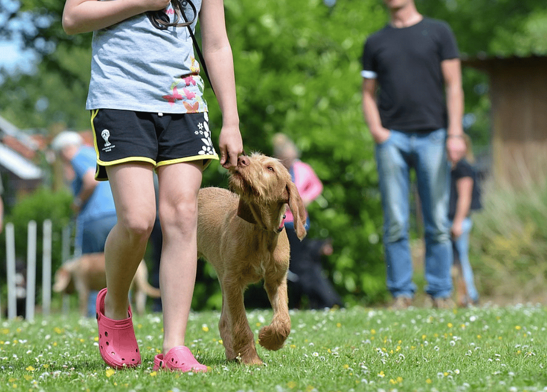 Always Faithful Dog Training