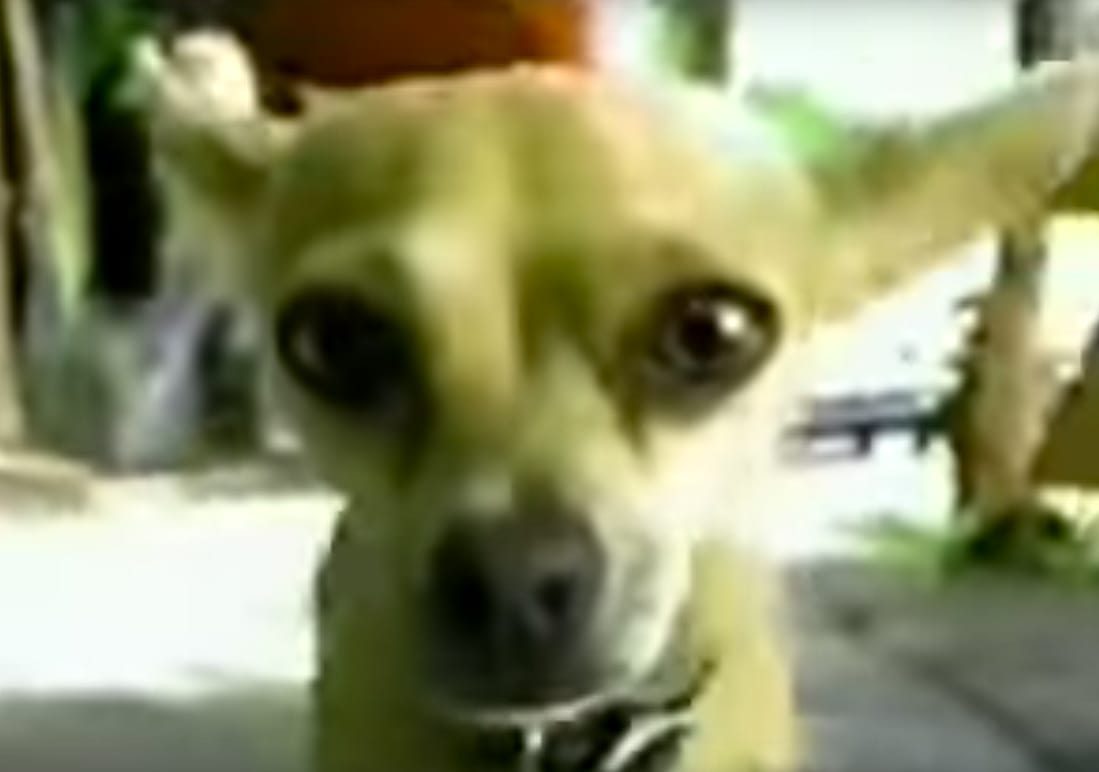 1997: Yo Quiero Taco Bell