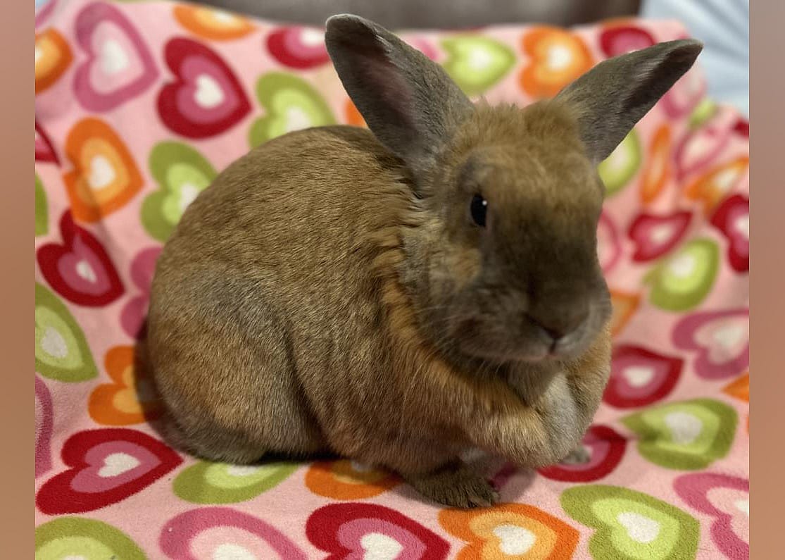 HUNNY BUNNY