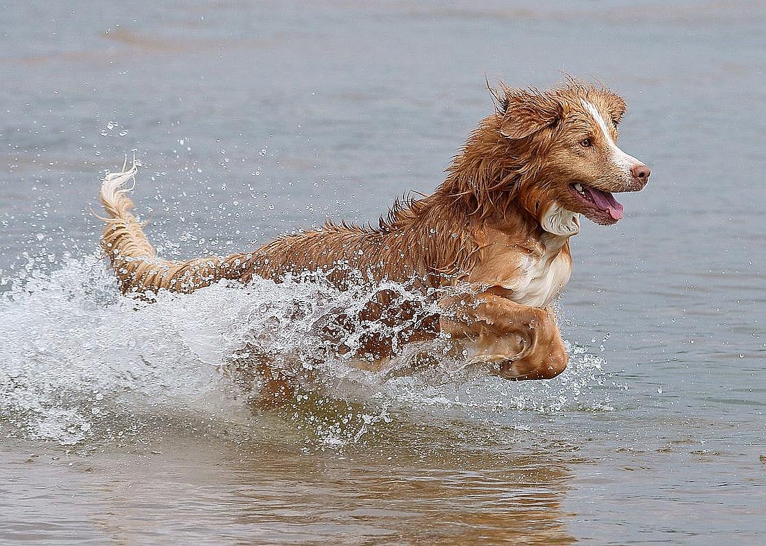#14. Nova Scotia duck tolling retriever