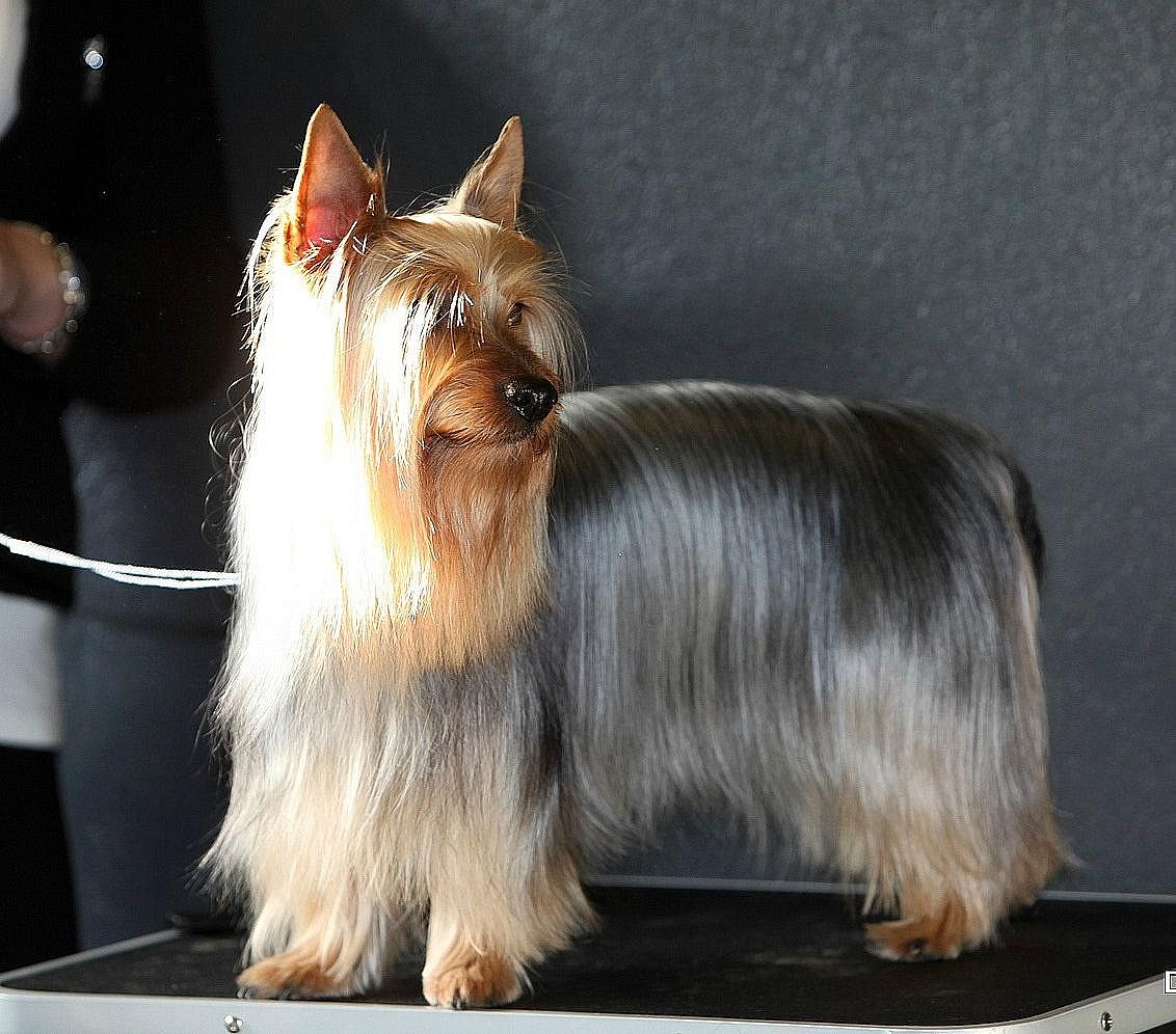 Top dog