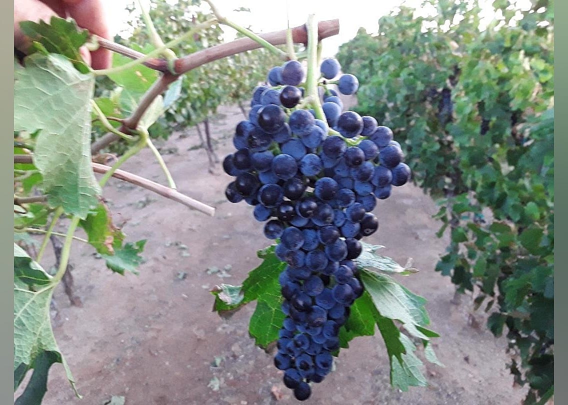 #24. Cella Winery