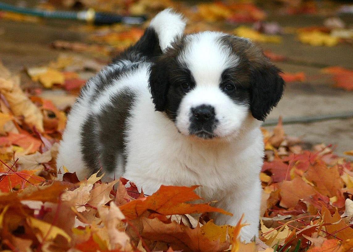 #48. St. Bernard