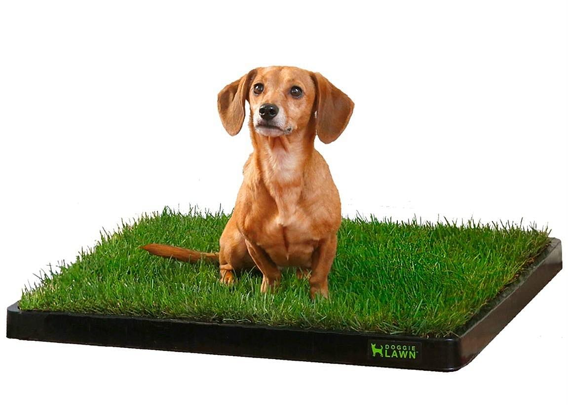 DoggieLawn