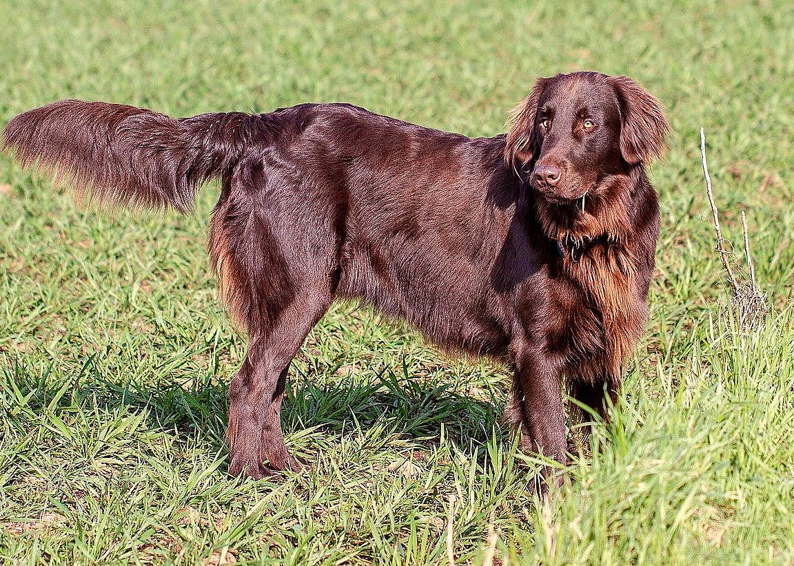 #15. Flat-coated retriever