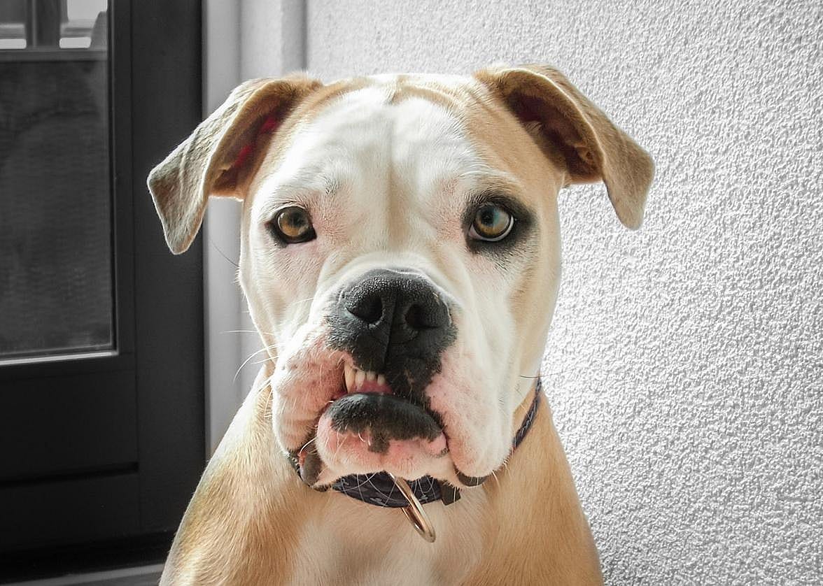 American bulldog