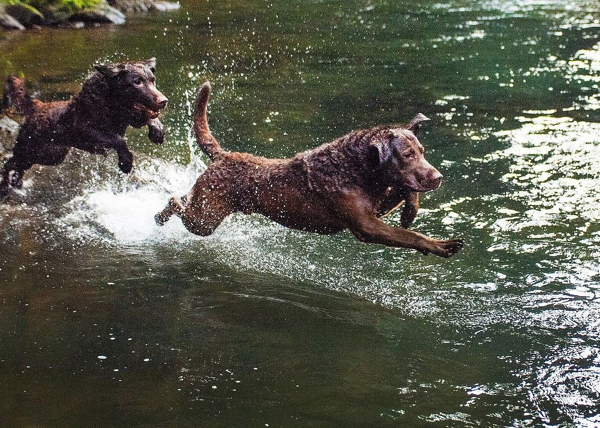 #9. Chesapeake Bay retriever
