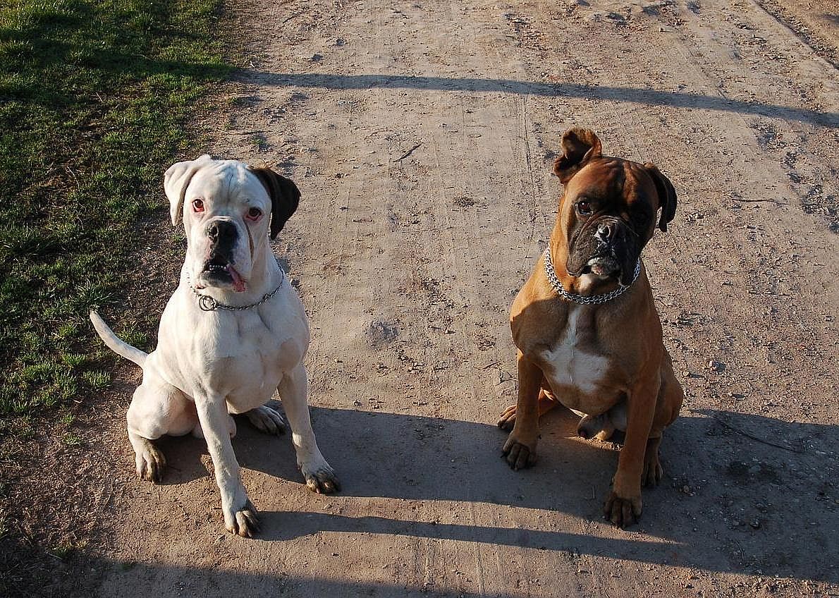 #14. Boxer