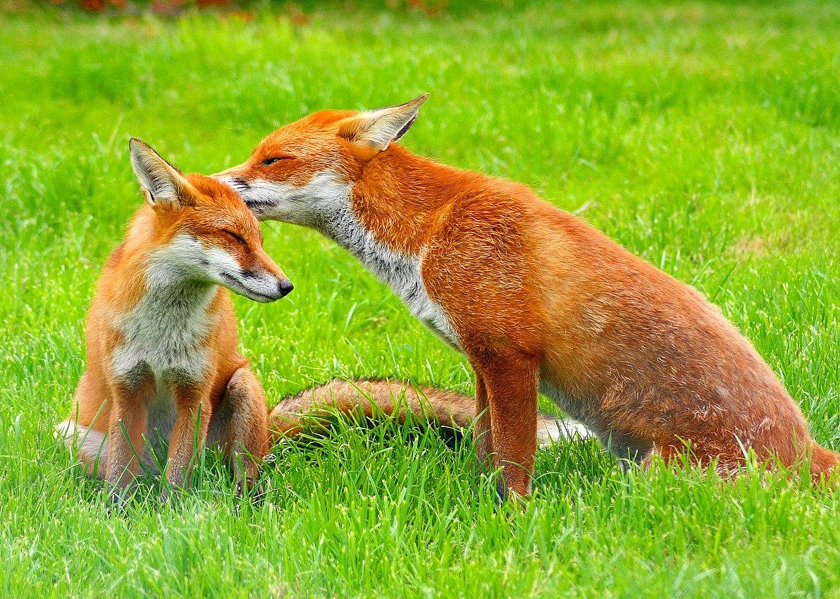 Red foxes