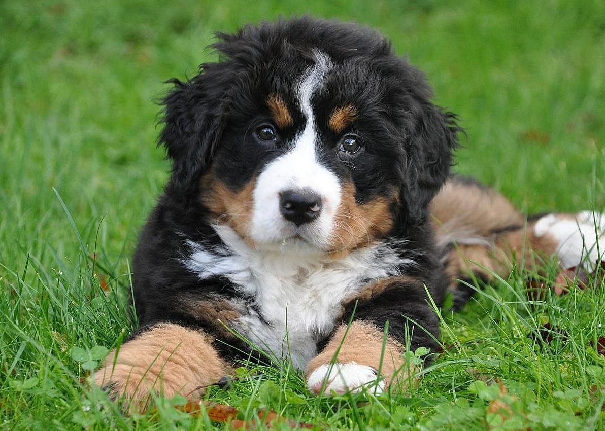 #23. Bernese mountain dog