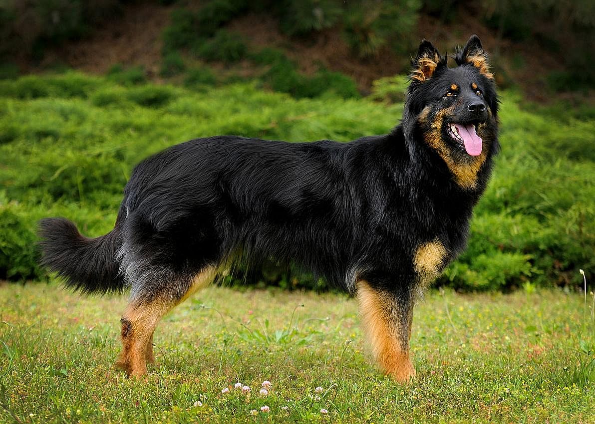 Bohemian shepherd