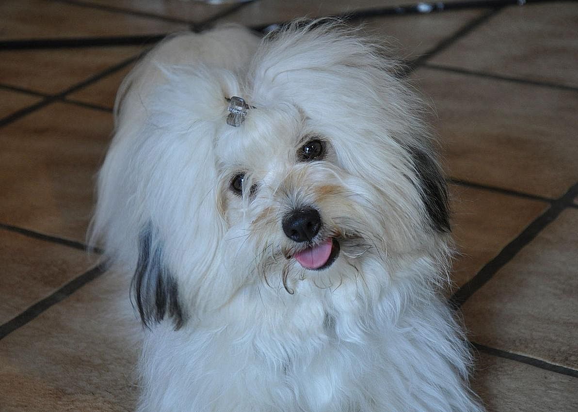 Coton de Tulear