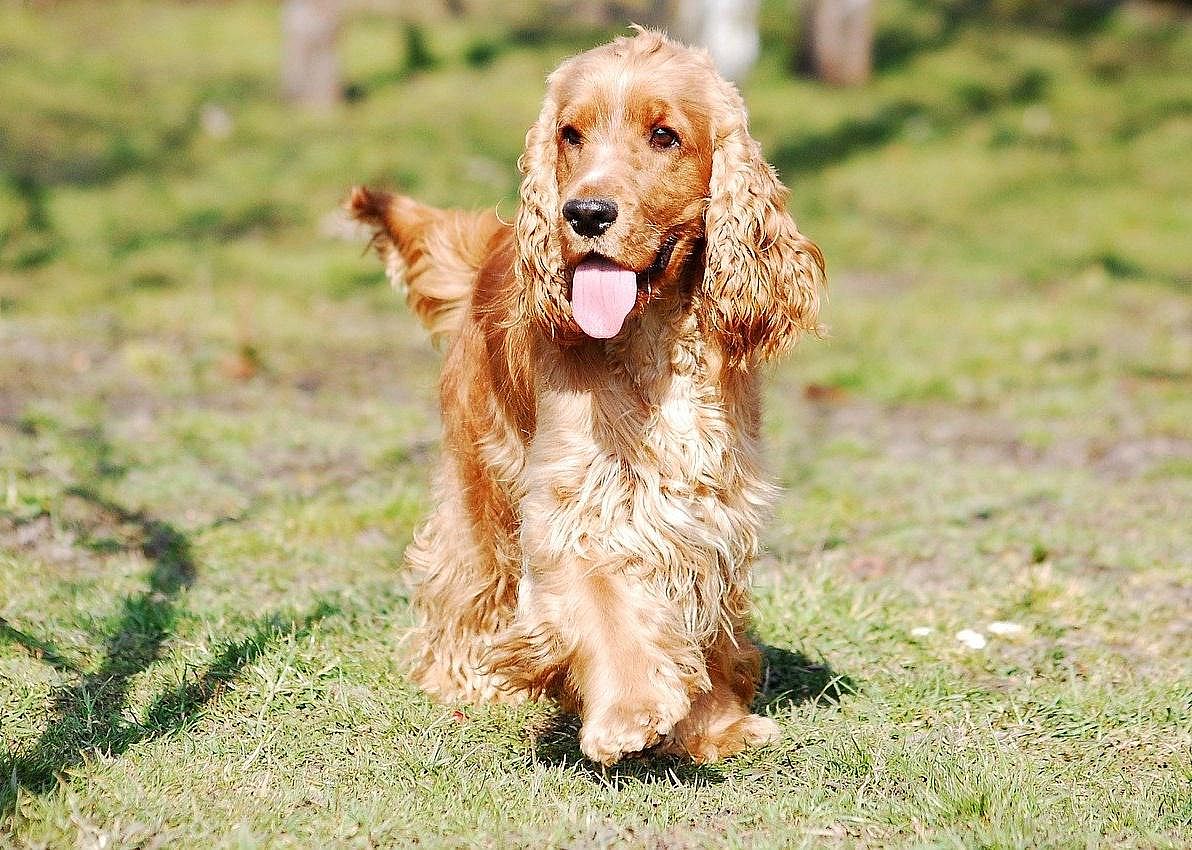 #10. English cocker spaniel