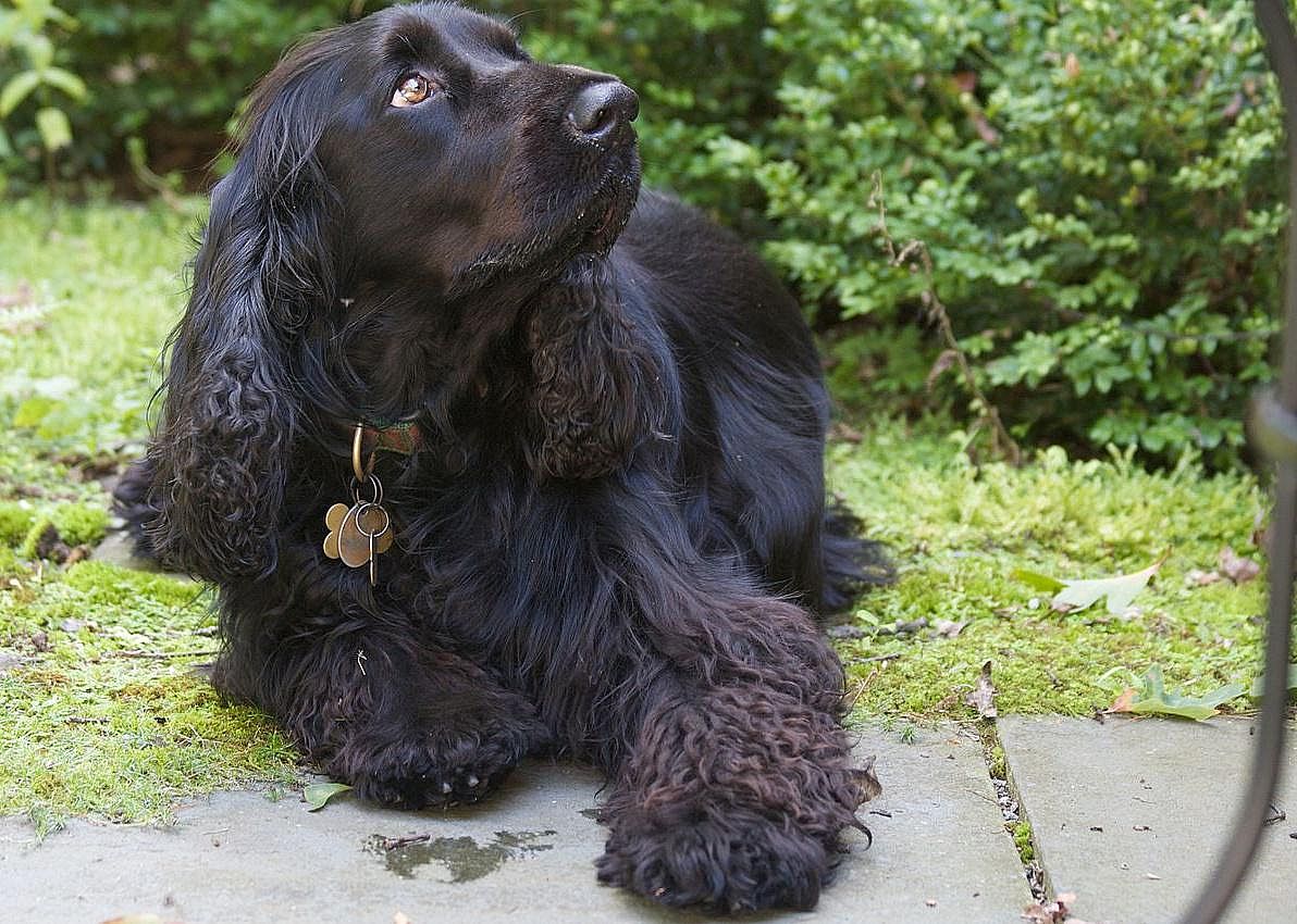 #25. Field spaniel