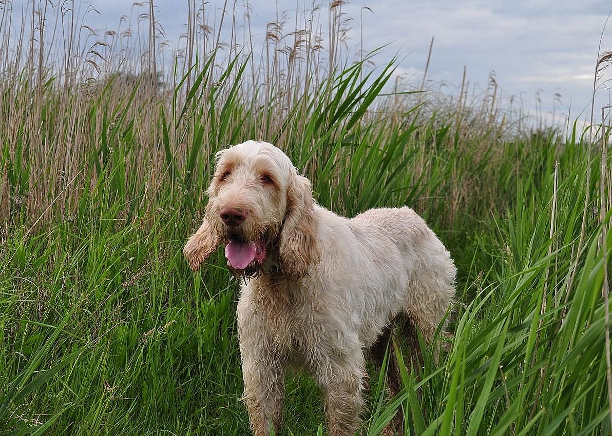 #19. Spinone Italiano