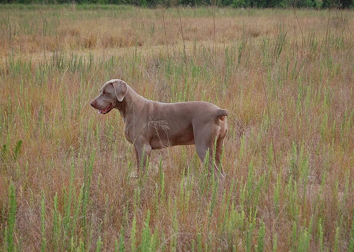 #8. Weimaraner