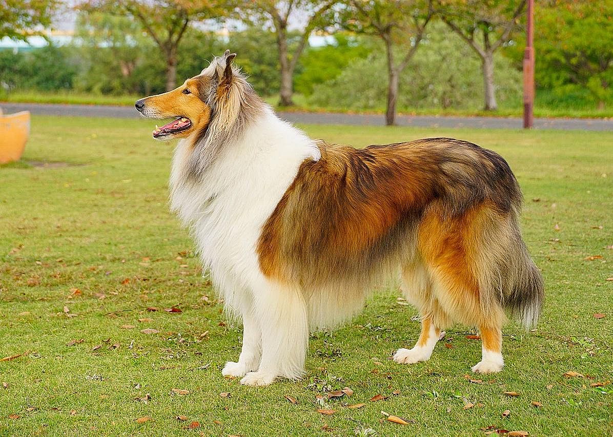 #38. Collie