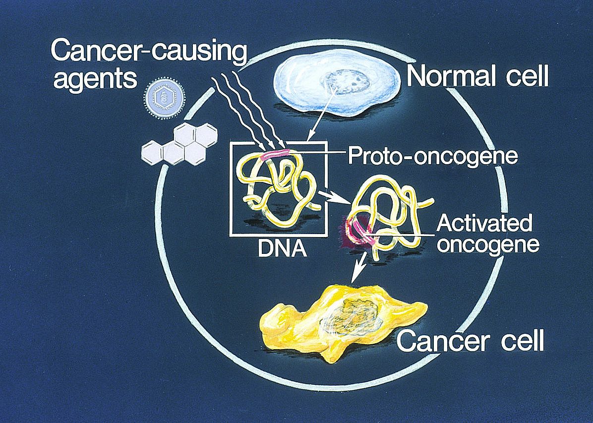 1970: Human oncogene identified