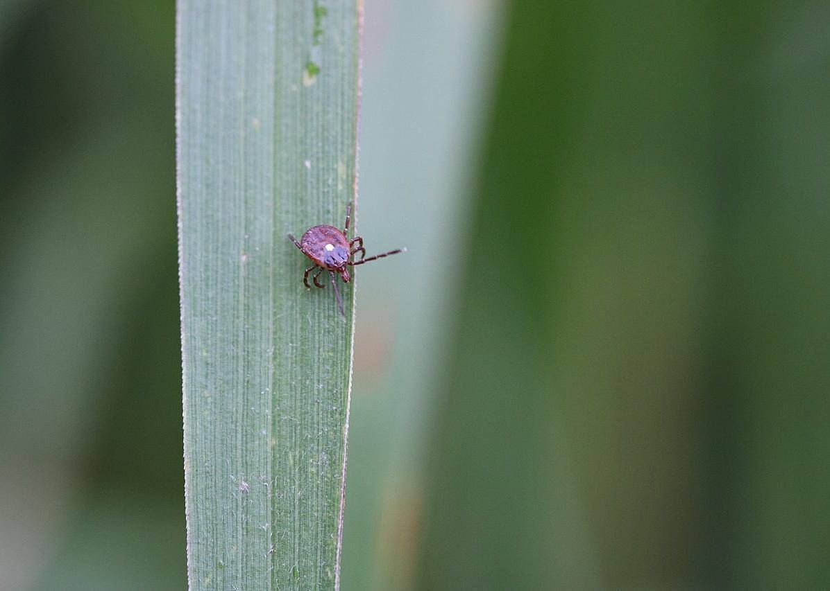 There is a tick-induced meat allergy