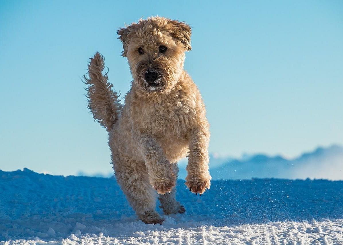 #54. Soft-coated Wheaten terrier