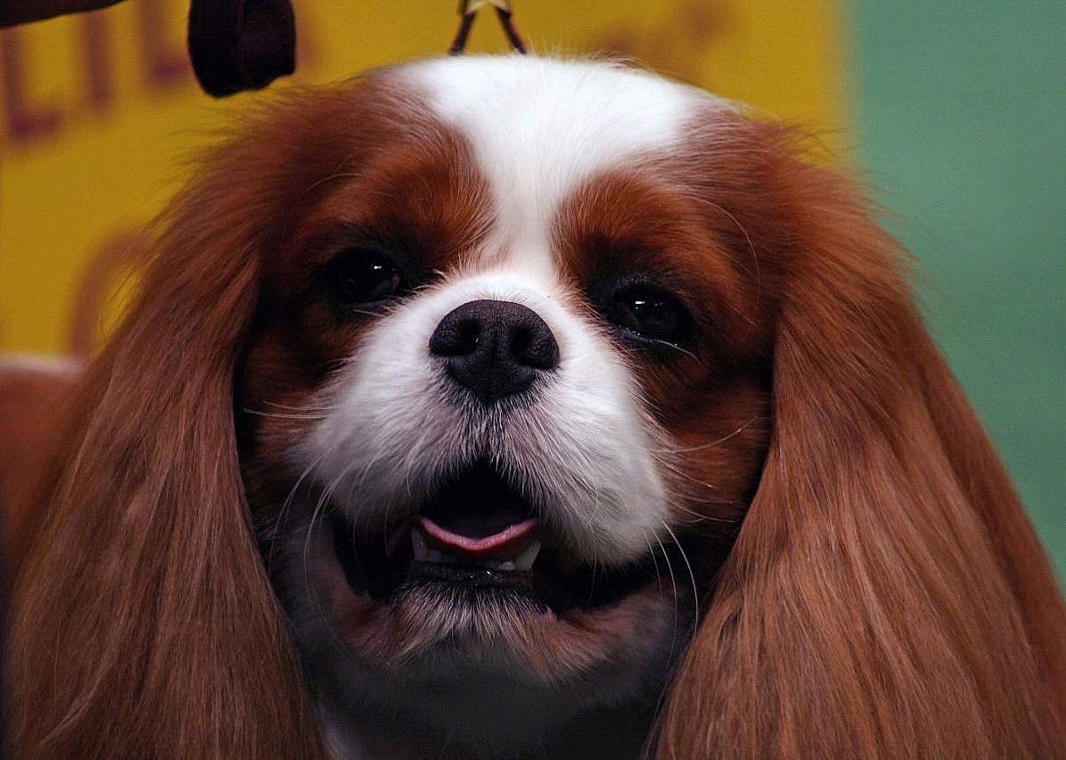 English toy spaniel