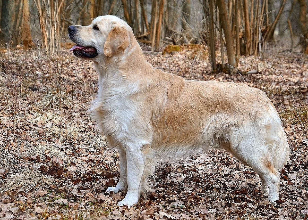 #2. Golden retriever