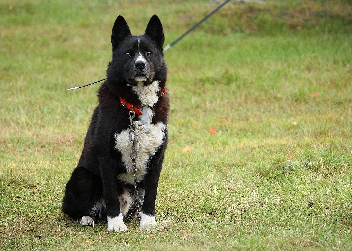 Karelian bear dog