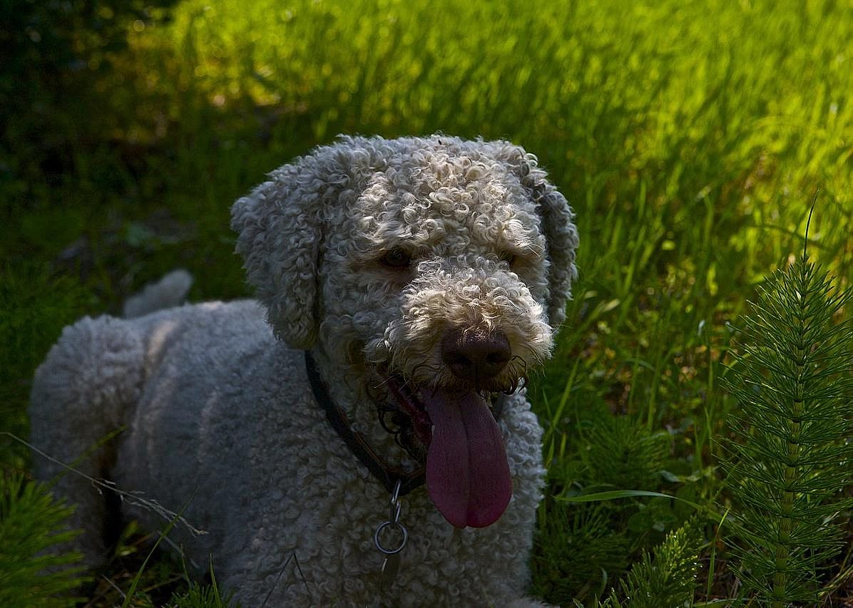 #17. Lagotto romagnolo