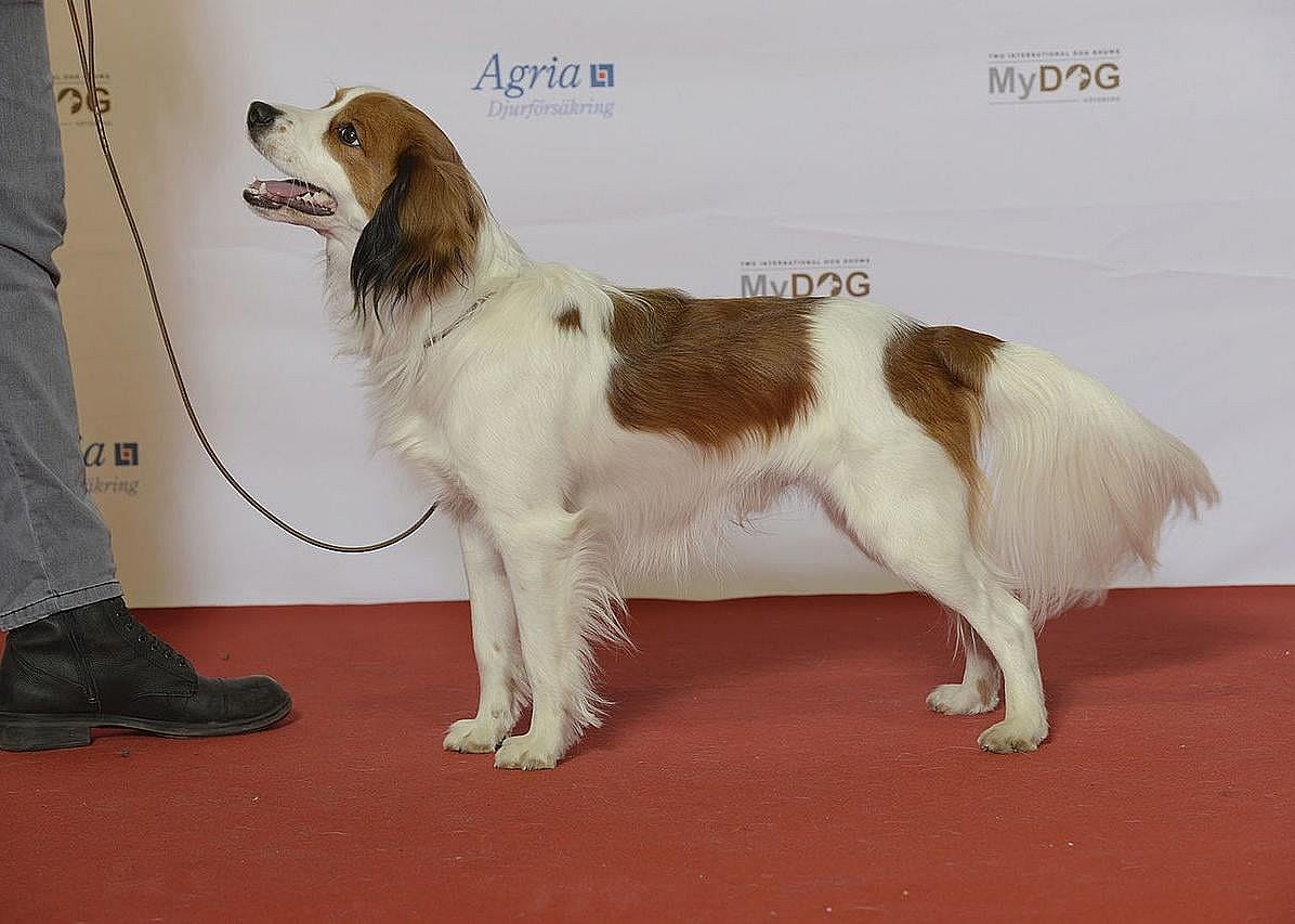 Nederlandse kooikerhondje