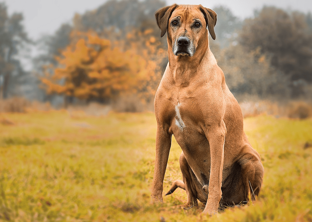 #42. Rhodesian ridgeback