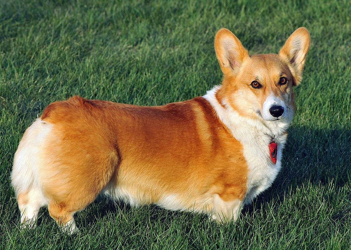 #10. Pembroke Welsh corgi