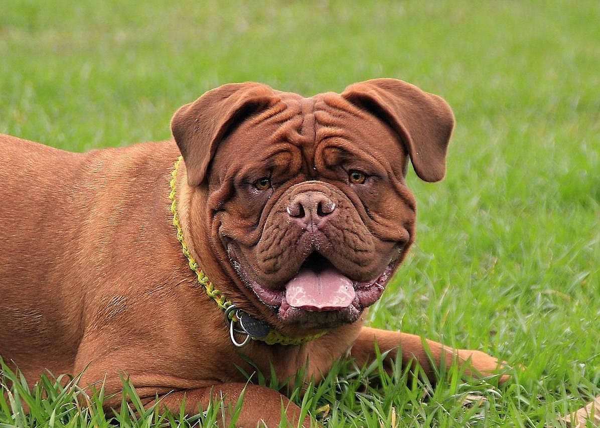 #32. Mastiff