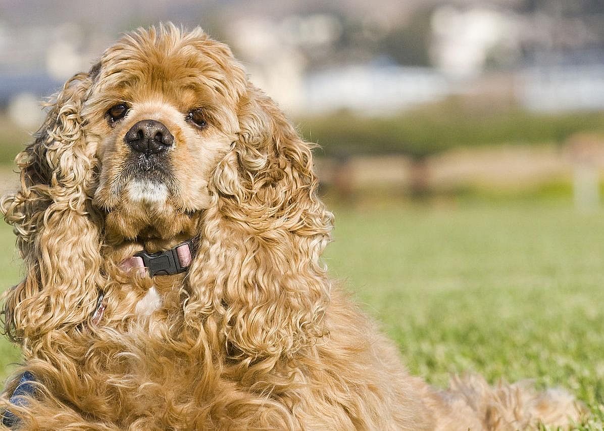 #6. Cocker spaniel