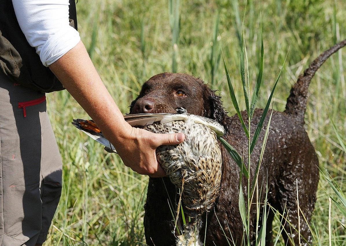 #28. Curly-coated retriever