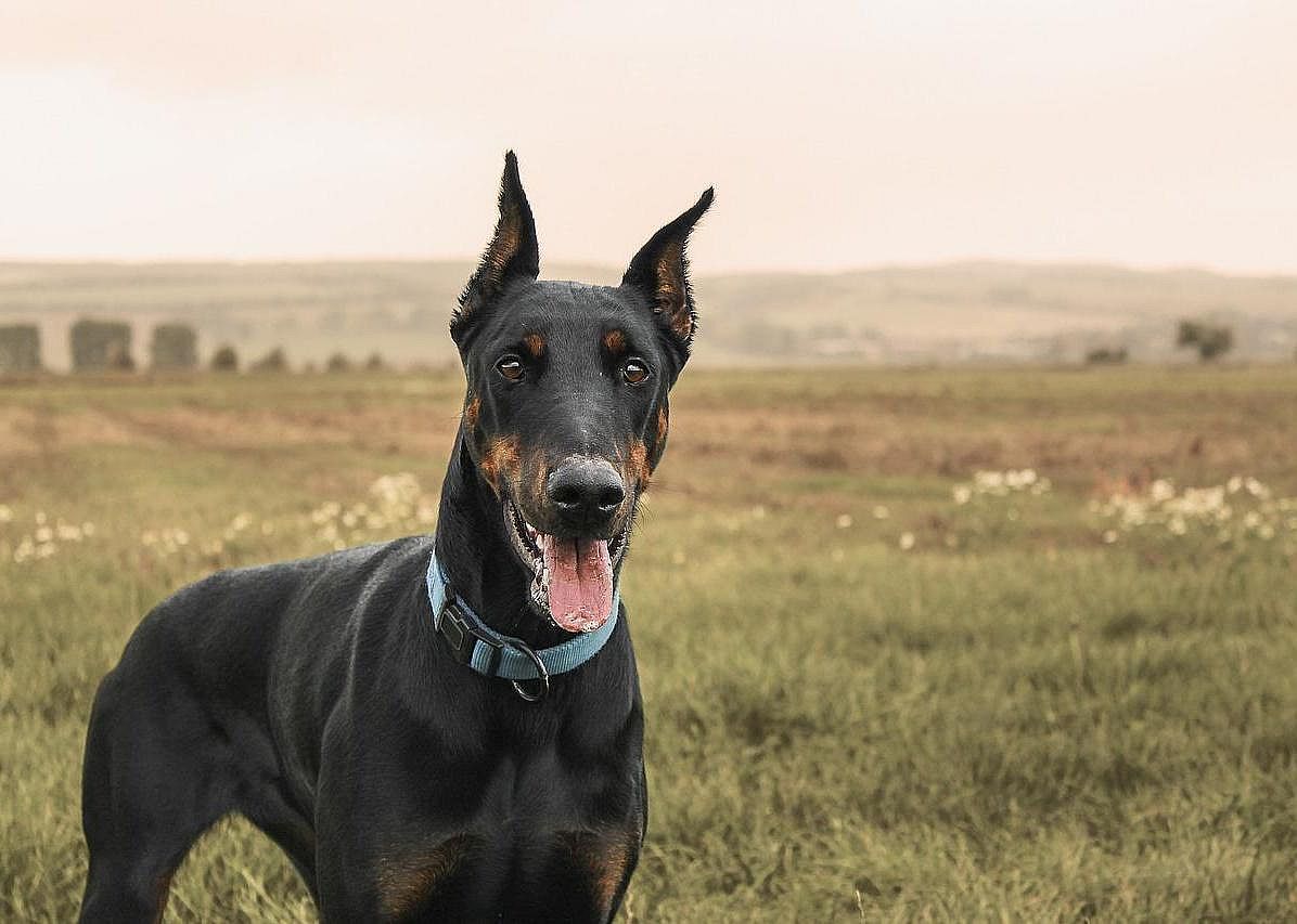 #19. Doberman pinscher