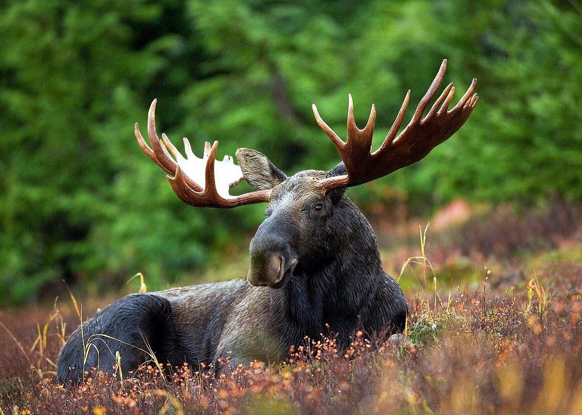 Answer: Alaska