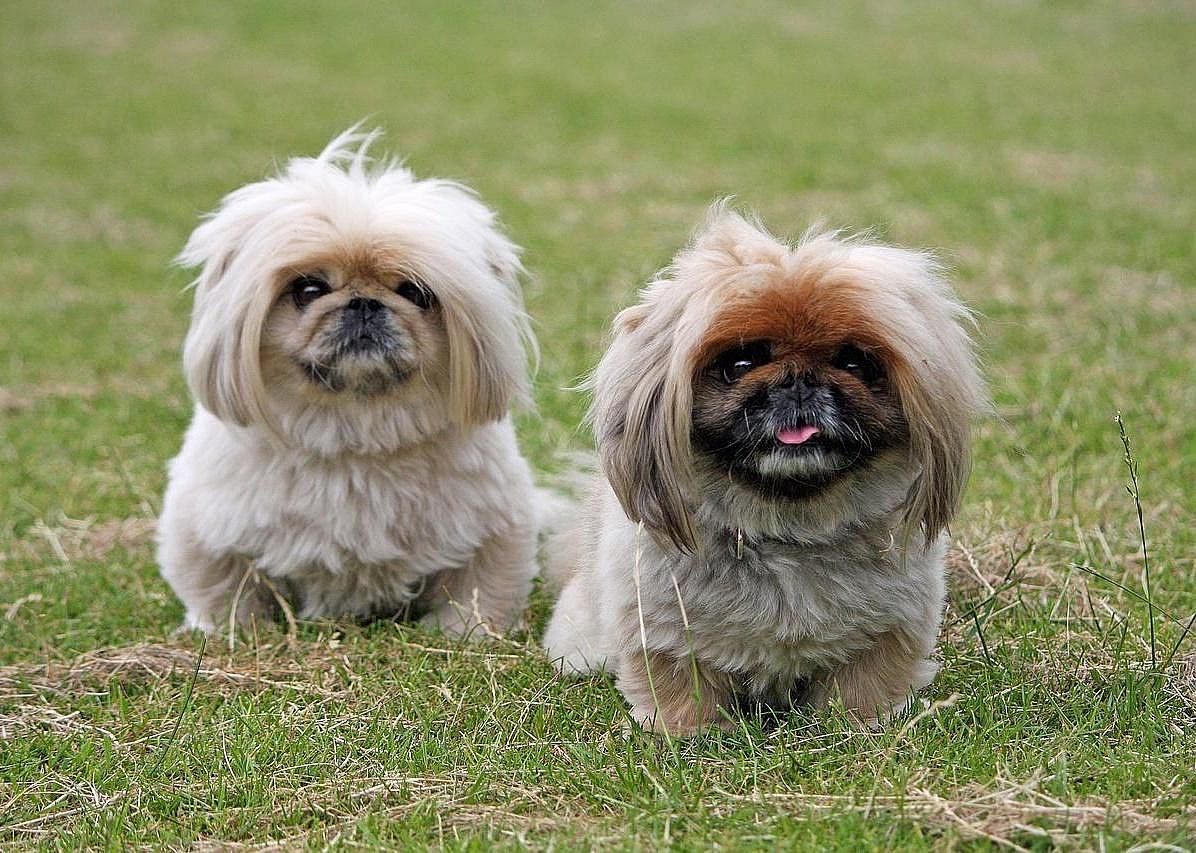 #83. Pekingese