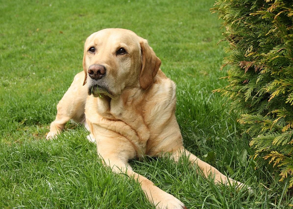 #1. Labrador retriever