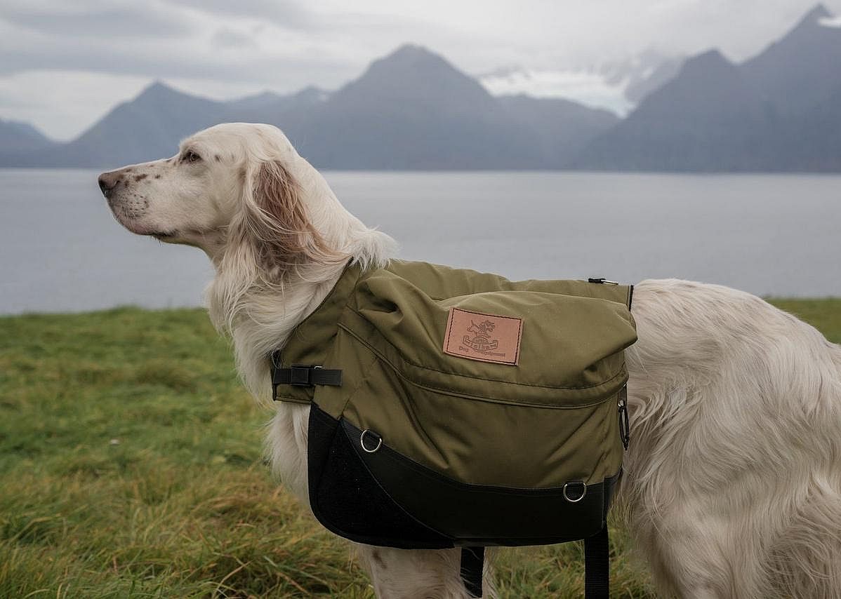 #16. English setter