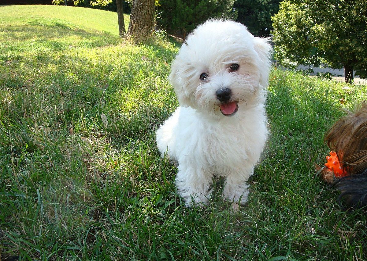 #44. Bichon Frise