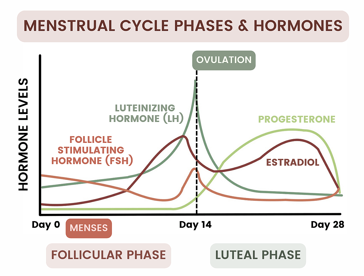 A graph showing menstrual cycle phases and hormones.