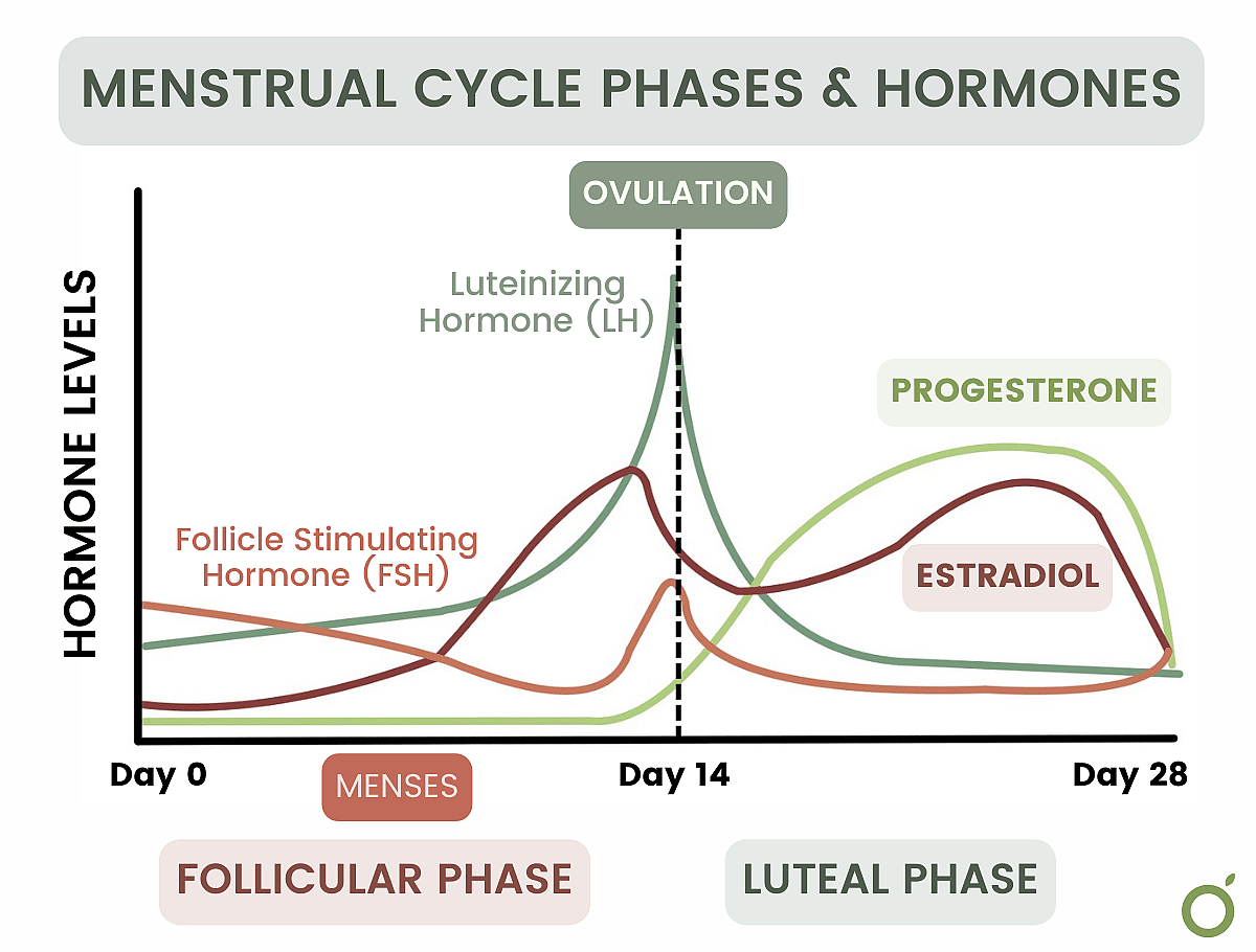 Graphic showing menstrual cycle phases & hormones.