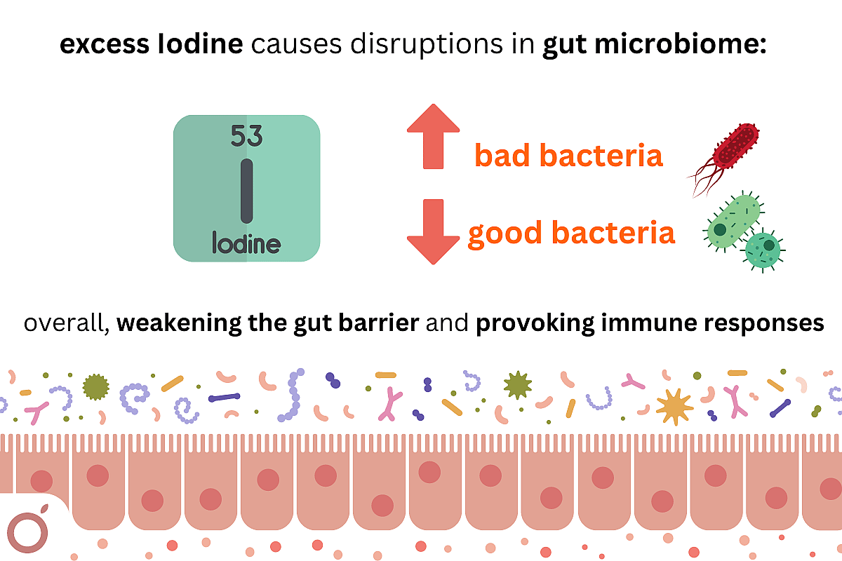 Graphic showing “How excess iodine and the gut microbiome influence thyroid function."