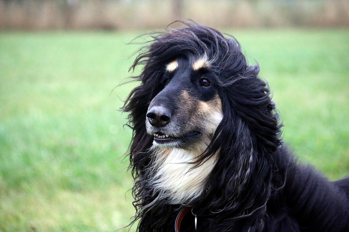 An afghan hound in some grass.