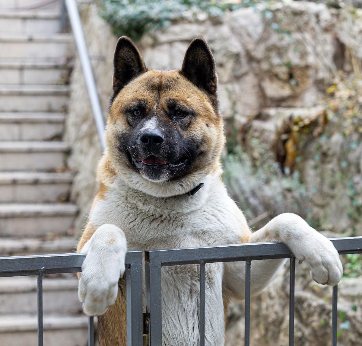 #5. Akita