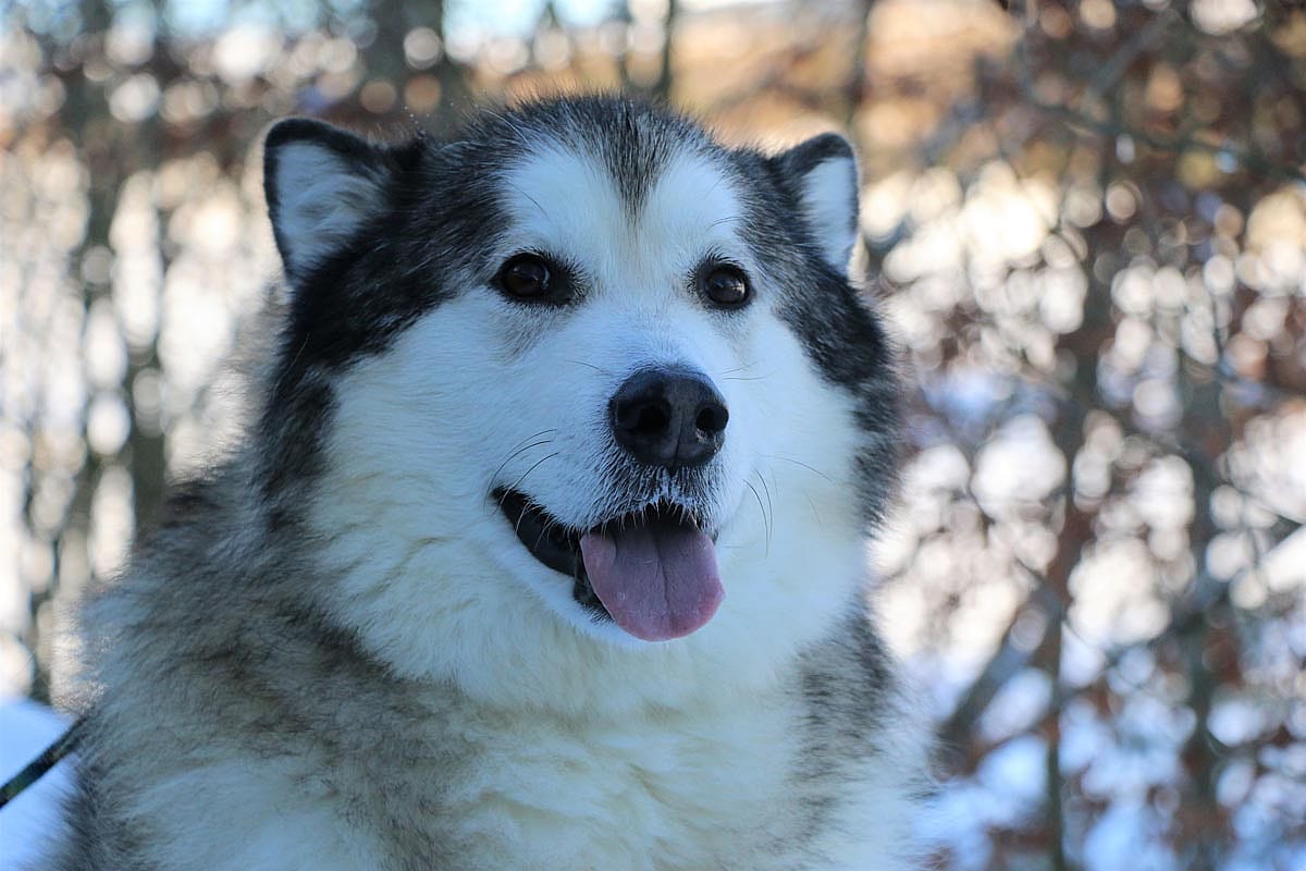 An Alaskan malamute with it's tongue sticking out.
