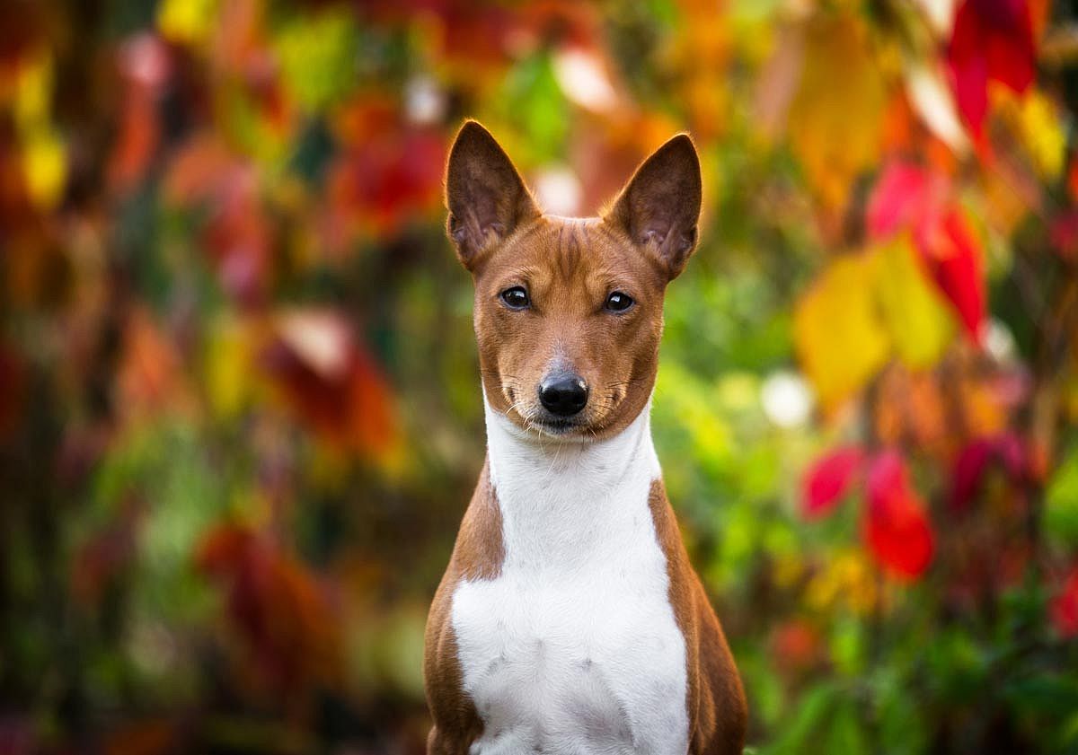 A basenji dog in autumn.