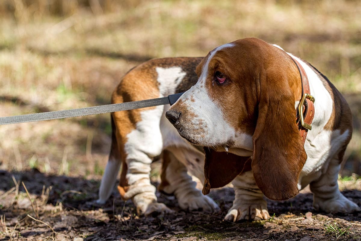 A basset hound looking disobedient and disinterested.